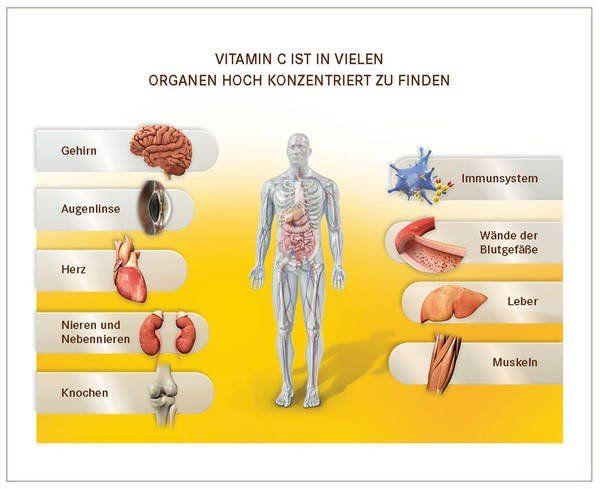 Welche Organe benötigen Vitamin C.
